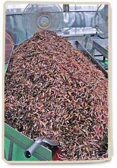 川魚