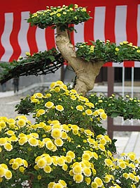 成田山 菊花展の様子01