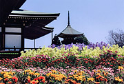 春の部　佳作　【花の寺】佐々木　隆（茨城県稲敷郡阿見町）