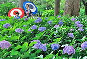 夏の部　佳作　【彩り】林　一徳（印西市）